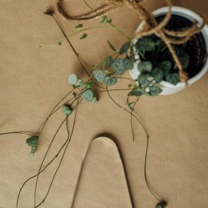 Raspador lingual, Linguanet