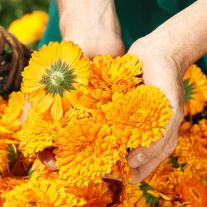 Champú y gel de ducha de caléndula, Weleda