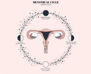 ciclo menstrual 